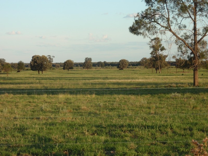 . MYALL RIDGE, Meandarra QLD 4422