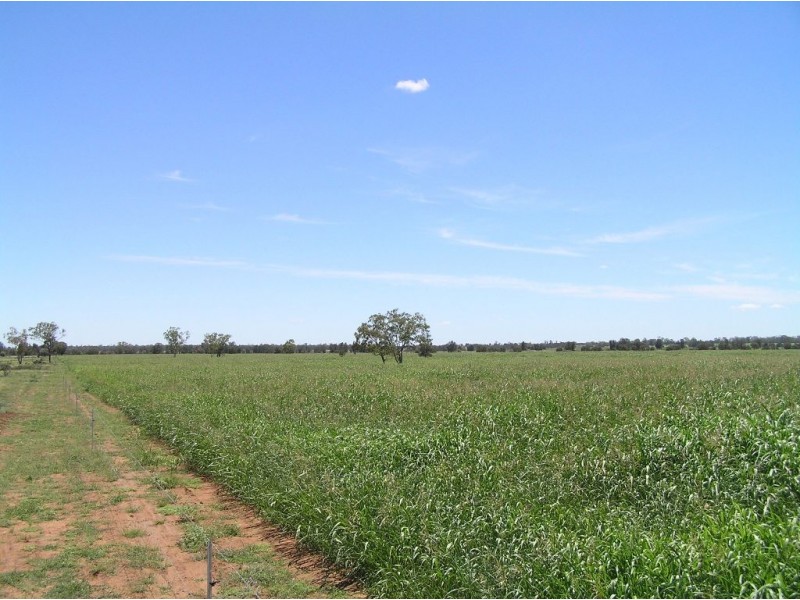 . MYALL RIDGE, Meandarra QLD 4422