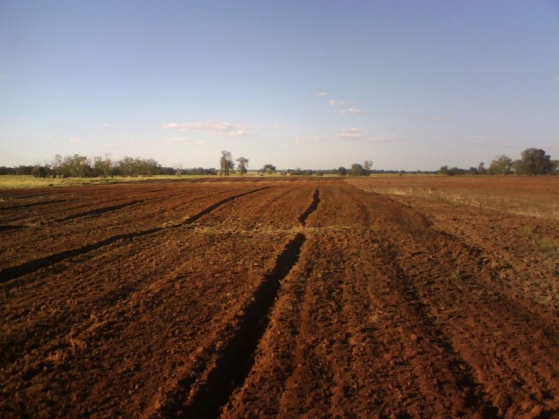 . MYALL RIDGE, Meandarra QLD 4422