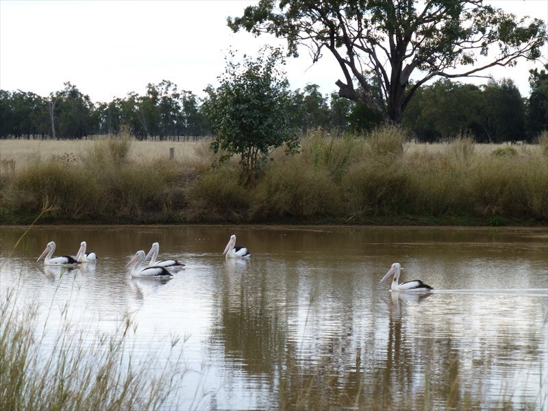 Drillham QLD 4424