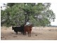 . KINCOORA, Jandowae QLD 4410