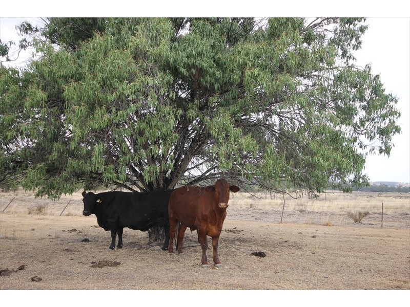 . KINCOORA, Jandowae QLD 4410