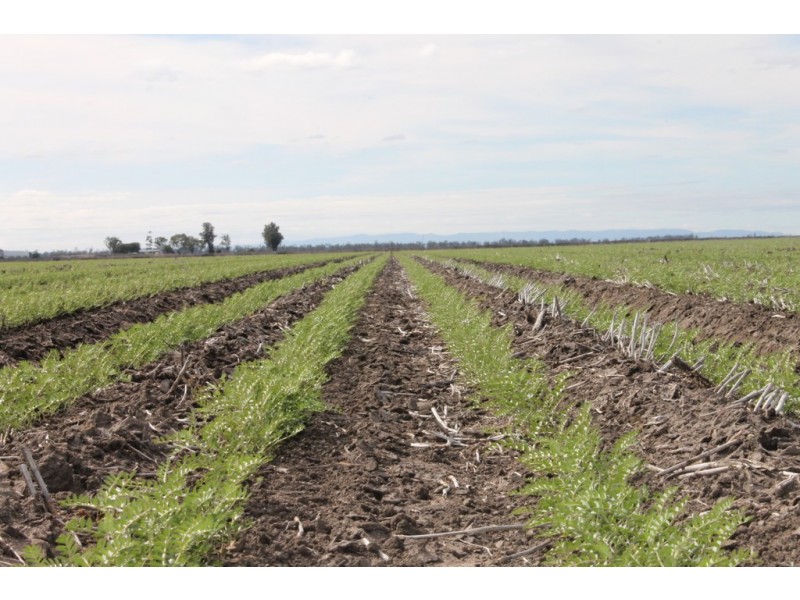 Dalby QLD 4405