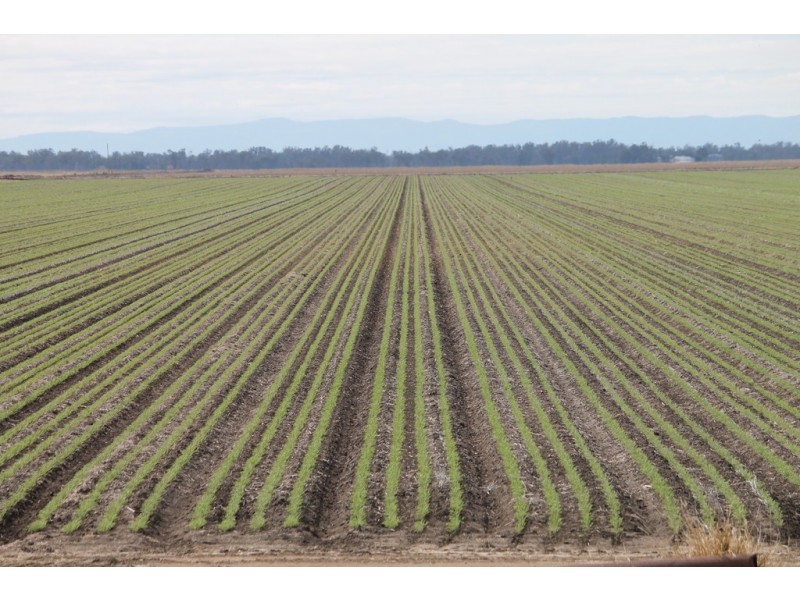 Dalby QLD 4405