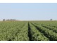 Dalby QLD 4405