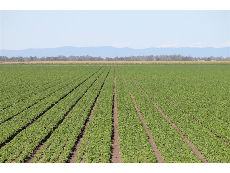 Dalby QLD 4405