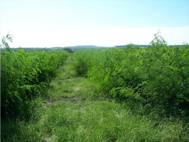 Woleebee QLD 4419