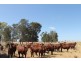 Hannaford QLD 4406