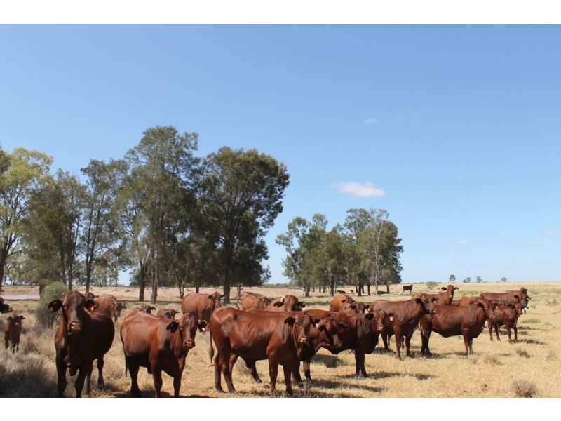 Hannaford QLD 4406