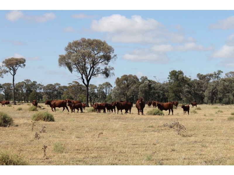 Hannaford QLD 4406
