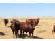 Hannaford QLD 4406