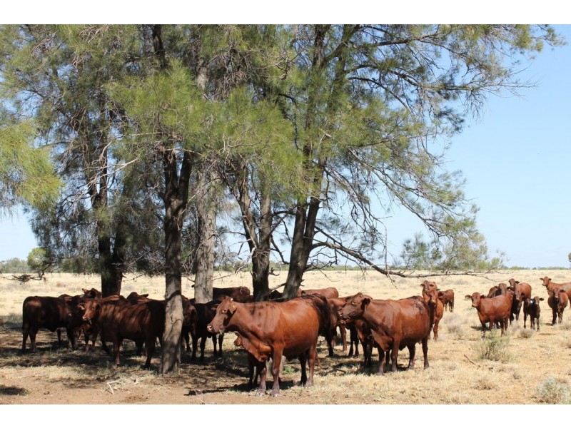 Hannaford QLD 4406