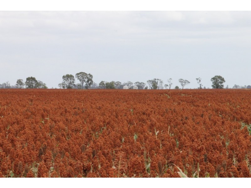 Bowenville QLD 4404