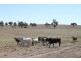 Wandoan QLD 4419