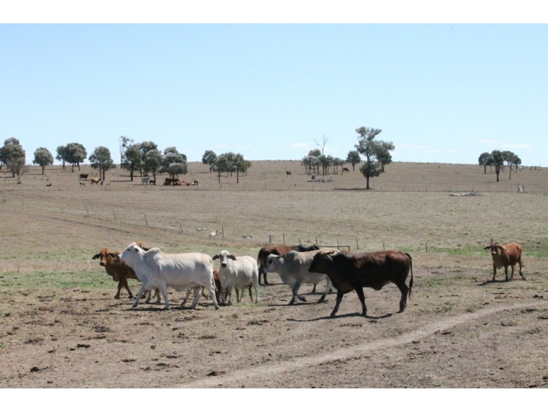 Wandoan QLD 4419
