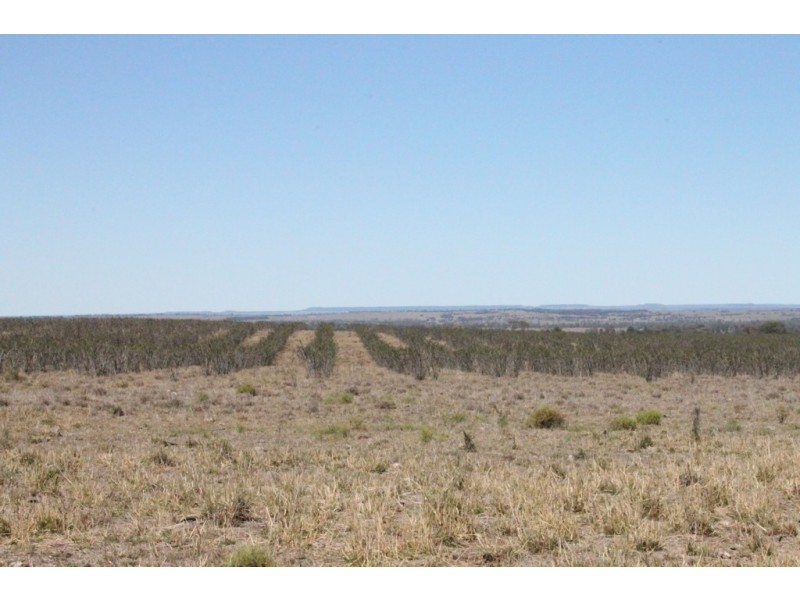 Wandoan QLD 4419