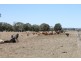 Wandoan QLD 4419