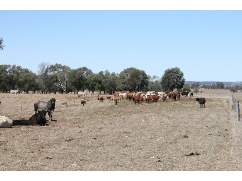 Wandoan QLD 4419