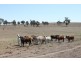 Wandoan QLD 4419