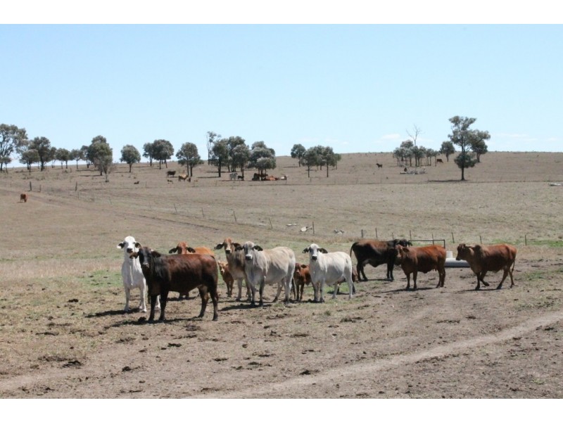 Wandoan QLD 4419