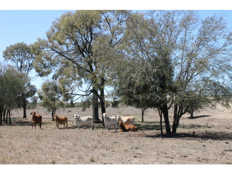 Wandoan QLD 4419