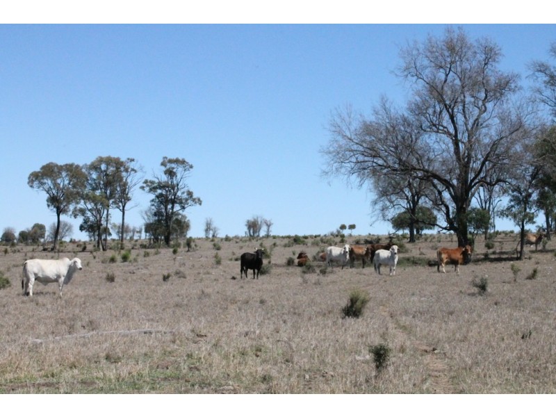 Wandoan QLD 4419