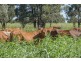 1 Plainlands, Dalby QLD 4405