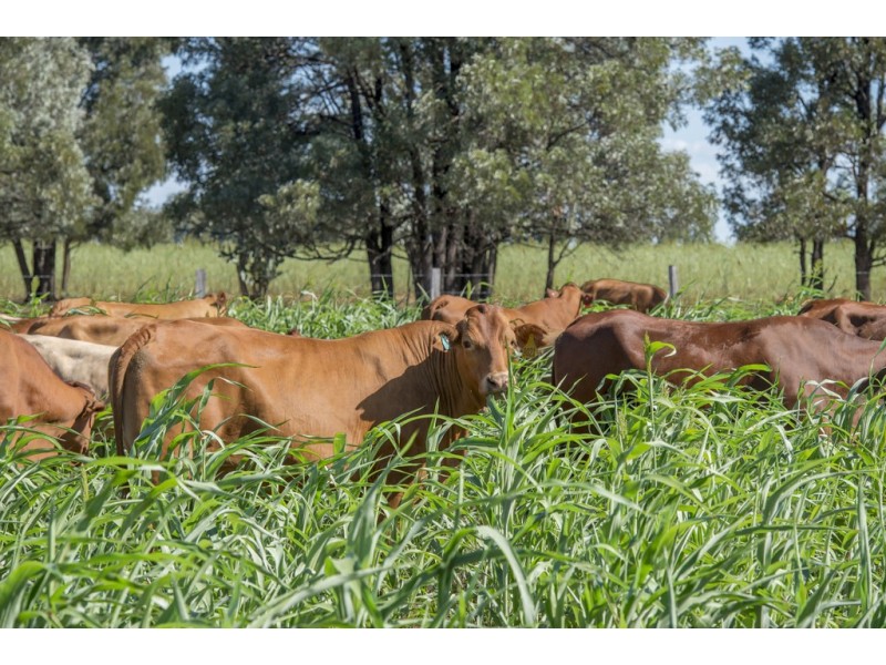 Durong QLD 4610
