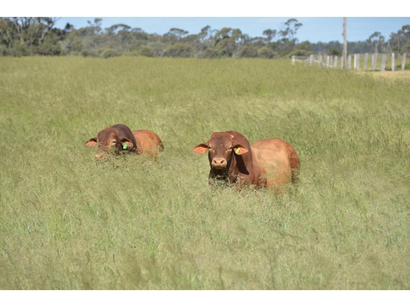 Durong QLD 4610