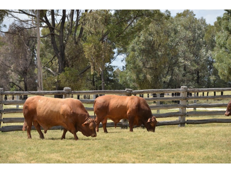 Durong QLD 4610