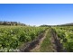 2440 Ballan Road, Anakie VIC 3221
