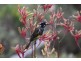 59 Curletts Road, Lara VIC 3212