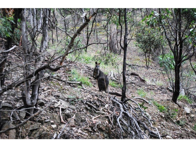 315 South Steiglitz Road, Steiglitz VIC 3331