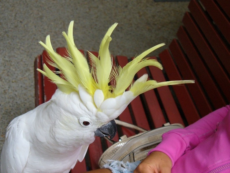 Varsity Lakes QLD 4227