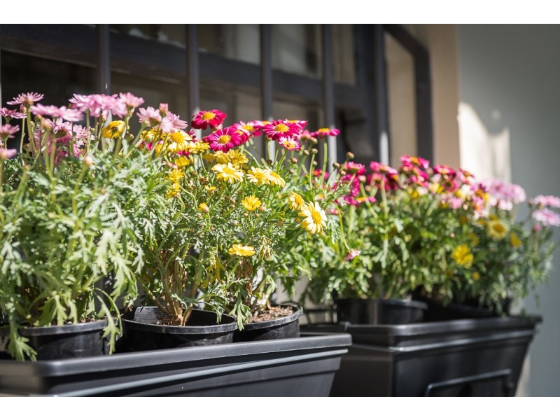 3 Searl Street, Petersham NSW 2049