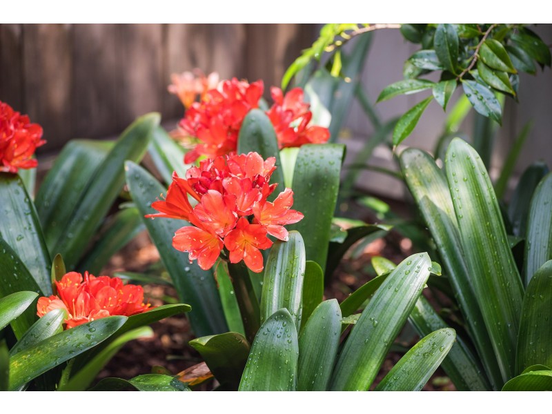 145 Probert Street, Newtown NSW 2042