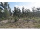 2434 Arthur Highway, Copping TAS 7174