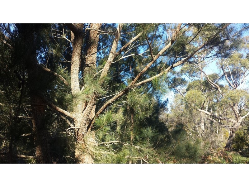 48 Skeggs Avenue, White Beach TAS 7184