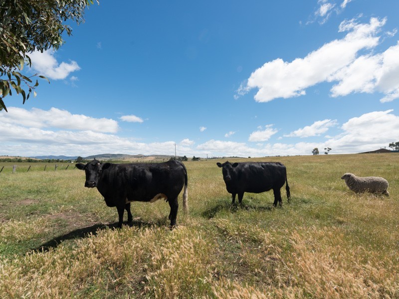 61 Branders Road, Orielton TAS 7172