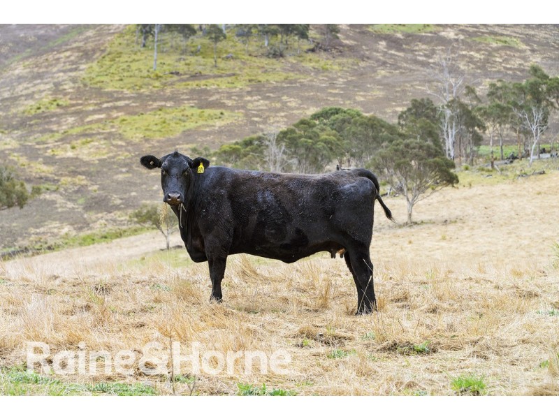 5060 Tasman Highway, Buckland TAS 7190