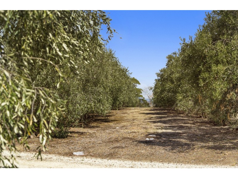 9 Jeannie Drive, Sorell TAS 7172