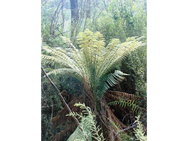 36 Fortescue Bay rd, Port Arthur TAS 7182