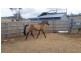 55 Homewood Drive, Carlton River TAS 7173