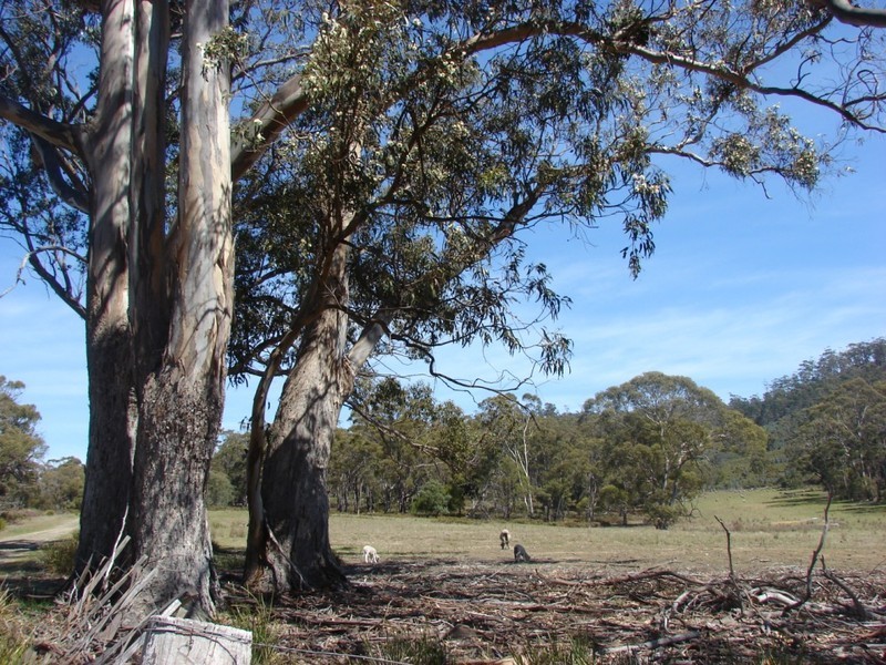 Sloping Main TAS 7186