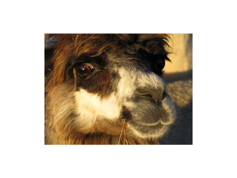 147 Marsh Rd, Nubeena TAS 7184