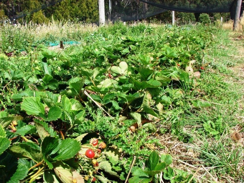 760 Roaring Beach Road, Nubeena TAS 7184