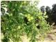 29 Main Road, Nubeena TAS 7184