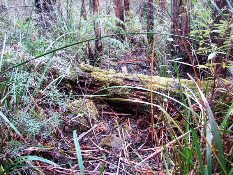 L1 Nubeena Road, Nubeena TAS 7184