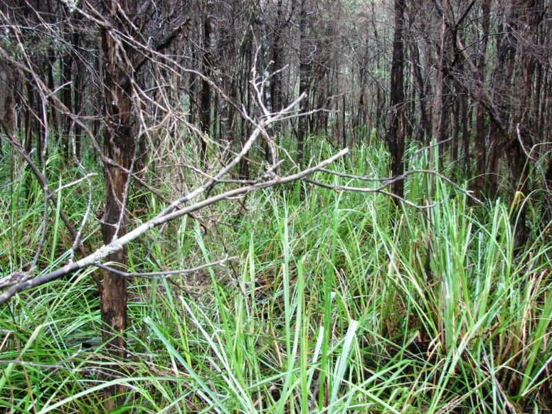 L1 Nubeena Road, Nubeena TAS 7184