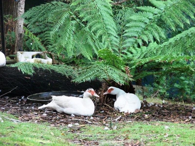 331 Pirates Bay Drive, Eaglehawk Neck TAS 7179